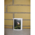 Kort 10,5 x 7,5