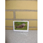 Kort 10,5 x 7,5