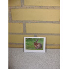 Kort 10,5 x 7,5