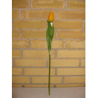 Tulipan orange
