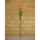Tulipan orange