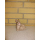 Hare 