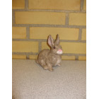 Hare