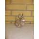 Hare