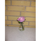 Glasvase med rose lilla
